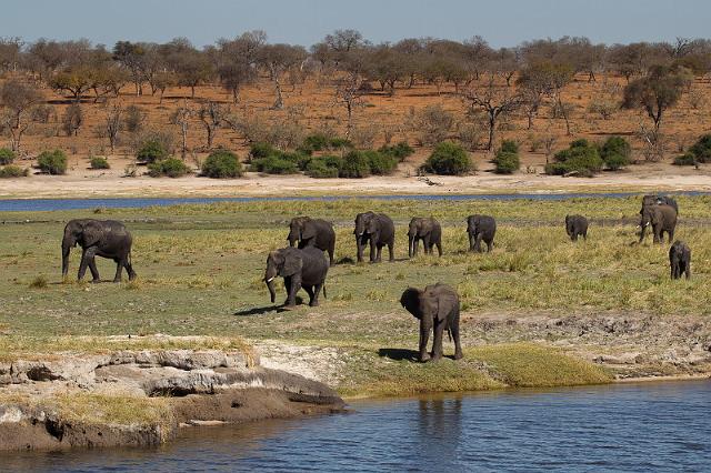 029 Chobe NP, olifanten.jpg